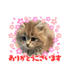 サイベリアン♡Kelly♡saiberian（個別スタンプ：4）