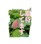 ＜敬語で挨拶＞お花のスタンプ（個別スタンプ：7）