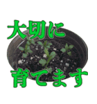 ＜敬語で挨拶＞お花のスタンプ（個別スタンプ：11）