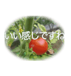 ＜敬語で挨拶＞お花のスタンプ（個別スタンプ：12）