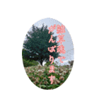 ＜敬語で挨拶＞お花のスタンプ（個別スタンプ：13）