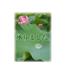 ＜敬語で挨拶＞お花のスタンプ（個別スタンプ：14）