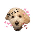 わし、たいぞう（個別スタンプ：6）