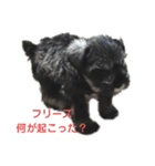 Mシュナウザー・花とだんごの仲良し日記（個別スタンプ：1）