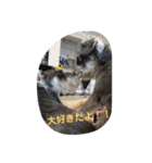 Mシュナウザー・花とだんごの仲良し日記（個別スタンプ：4）