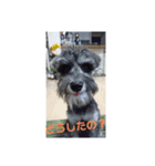 Mシュナウザー・花とだんごの仲良し日記（個別スタンプ：5）