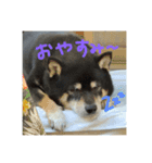 ジャッキーくん⭐︎（個別スタンプ：2）