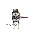 柴犬好きなあなたに（個別スタンプ：1）