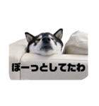 柴犬好きなあなたに（個別スタンプ：2）