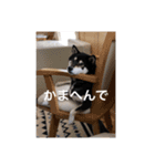 柴犬好きなあなたに（個別スタンプ：3）
