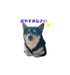 柴犬好きなあなたに（個別スタンプ：5）
