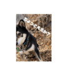 柴犬好きなあなたに（個別スタンプ：6）