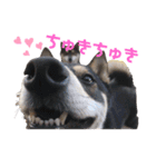 柴犬好きなあなたに（個別スタンプ：7）