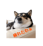 柴犬好きなあなたに（個別スタンプ：9）