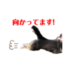 柴犬好きなあなたに（個別スタンプ：10）