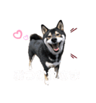 柴犬好きなあなたに（個別スタンプ：11）