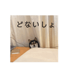 柴犬好きなあなたに（個別スタンプ：12）