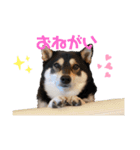 柴犬好きなあなたに（個別スタンプ：13）