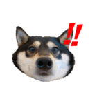 柴犬好きなあなたに（個別スタンプ：14）