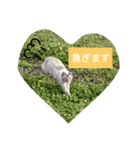 syamutola（個別スタンプ：1）
