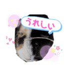syamutola（個別スタンプ：5）