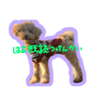 愛犬ロイロイ（個別スタンプ：2）