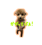 愛犬ロイロイ（個別スタンプ：3）