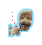 愛犬ロイロイ（個別スタンプ：4）
