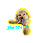 愛犬ロイロイ（個別スタンプ：5）