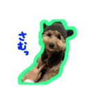 愛犬ロイロイ（個別スタンプ：6）