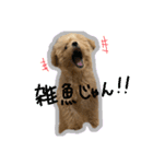 愛犬ロイロイ（個別スタンプ：8）