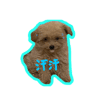 愛犬ロイロイ（個別スタンプ：9）