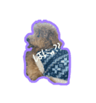 愛犬ロイロイ（個別スタンプ：10）