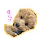 愛犬ロイロイ（個別スタンプ：11）