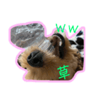 愛犬ロイロイ（個別スタンプ：12）