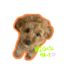 愛犬ロイロイ（個別スタンプ：13）