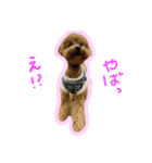 愛犬ロイロイ（個別スタンプ：16）