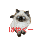 猫の麦(ヒマラヤン)（個別スタンプ：1）