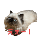 猫の麦(ヒマラヤン)（個別スタンプ：2）
