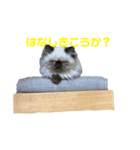 猫の麦(ヒマラヤン)（個別スタンプ：3）
