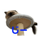 猫の麦(ヒマラヤン)（個別スタンプ：5）