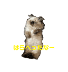 猫の麦(ヒマラヤン)（個別スタンプ：6）