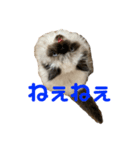 猫の麦(ヒマラヤン)（個別スタンプ：8）