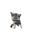 日常使いの猫スタンプいろいろ（個別スタンプ：4）