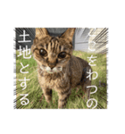 日常使いの猫スタンプいろいろ（個別スタンプ：7）