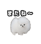犬 プードル かわいい 赤ちゃん（個別スタンプ：1）