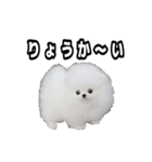 犬 プードル かわいい 赤ちゃん（個別スタンプ：2）
