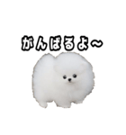 犬 プードル かわいい 赤ちゃん（個別スタンプ：3）