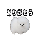 犬 プードル かわいい 赤ちゃん（個別スタンプ：4）