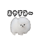 犬 プードル かわいい 赤ちゃん（個別スタンプ：5）